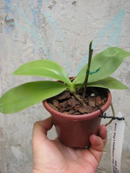 Phalaenopsis corningiana x Phalaenopsis Coral Isles.JPG