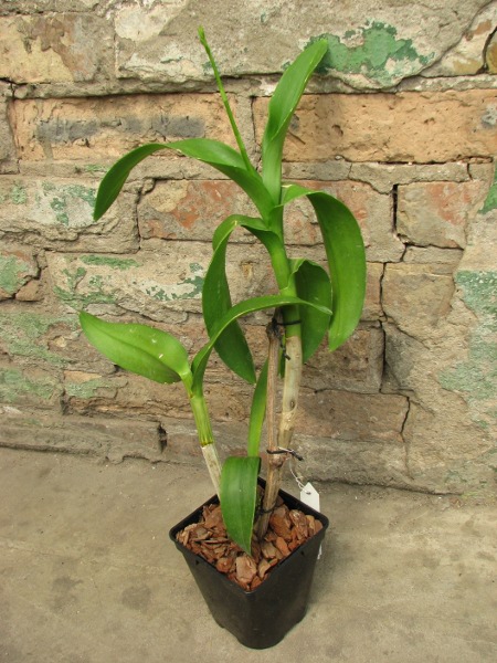 Dendrobium Nopporn Starbright.JPG