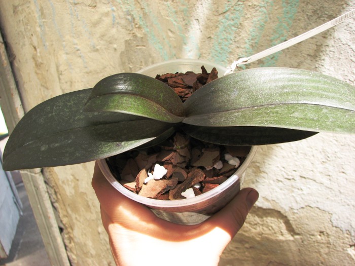 Phalaenopsis Jiaho's Pink Girl.JPG