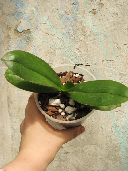 Phalaenopsis Golden Star.JPG