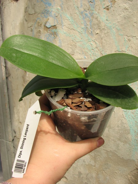 Doritaenopsis Shining Leopard.JPG