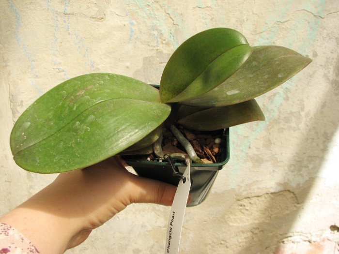 Doritaenopsis Changzhi Pearl.JPG