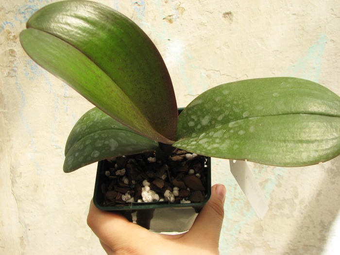 Phalaenopsis Red Lightning.JPG