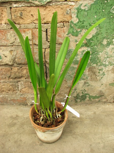 Laelia purpurata roxo-violeta x self.JPG