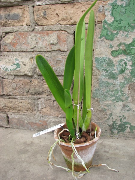 Laelia purpurata carnea (dark lip x St. Nicolau).JPG