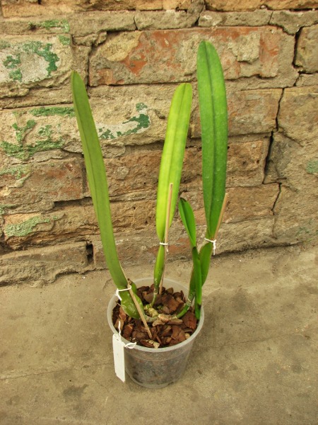 Laelia purpurata rubra-sanguinea 'Black' x Laelia purpurata sanguinea 'Cardeal'.JPG