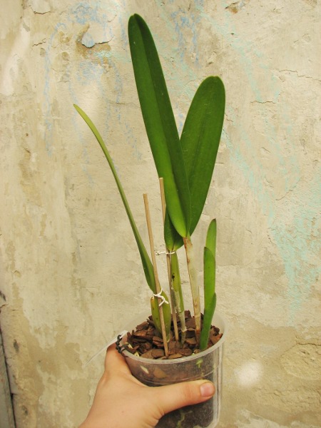 Laelia purpurata atropurpurea (rubra) 'Black' x SELF.JPG