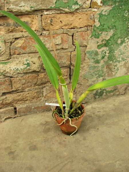 Laelia purpurata semi alba (quase) 'Tubarão' x Laelia purpurata semi alba (quase) 'Sander'.JPG