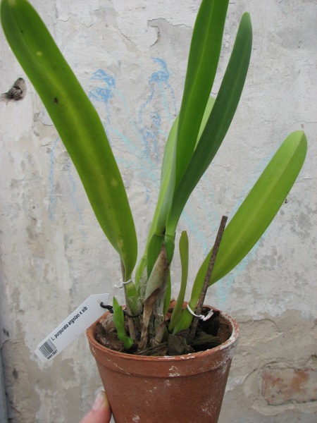 Laelia purpurata argolao x sib.JPG