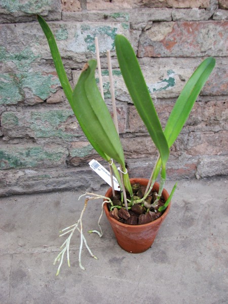 Laelia purpurata estriata 'Doracy' x self.JPG