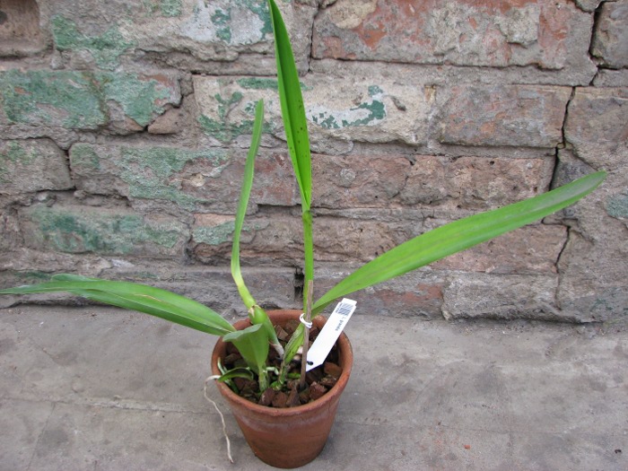 Laelia grandis.JPG