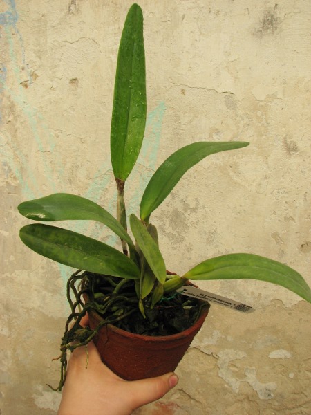 Laelia tenebrosa 'Fumacina Fujita' x Laelia tenebrosa extra XXX.JPG