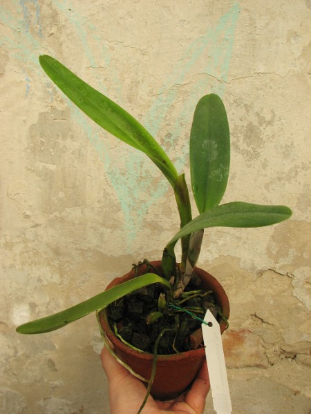 Laelia tenebrosa Fumacina x Big Lip.JPG