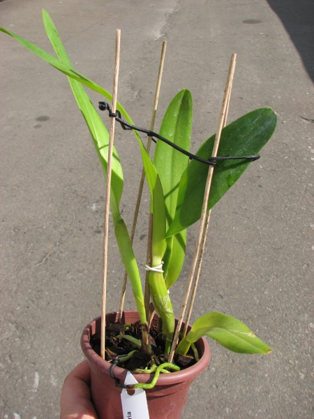 Laelia tenebrosa (Tipo x Maria Fumaca').JPG
