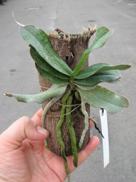 Aerangis somalensis.JPG