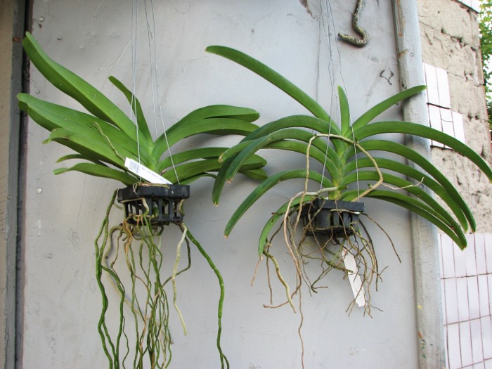 Rhynchovanda Sri Siam x Rhynchostylis gigantea, red.JPG