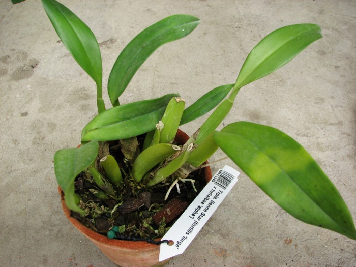 Trichopilia Senne Star (tortilis 'large' x turialbae 'alpha').JPG