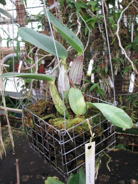 Cattleya walkeriana1.JPG