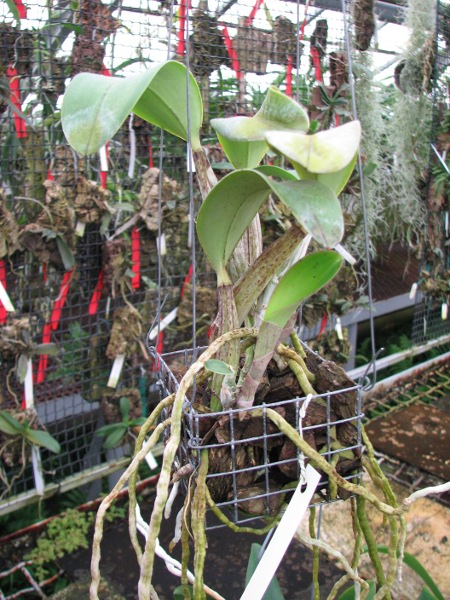 Cattleya walkeriana2.JPG
