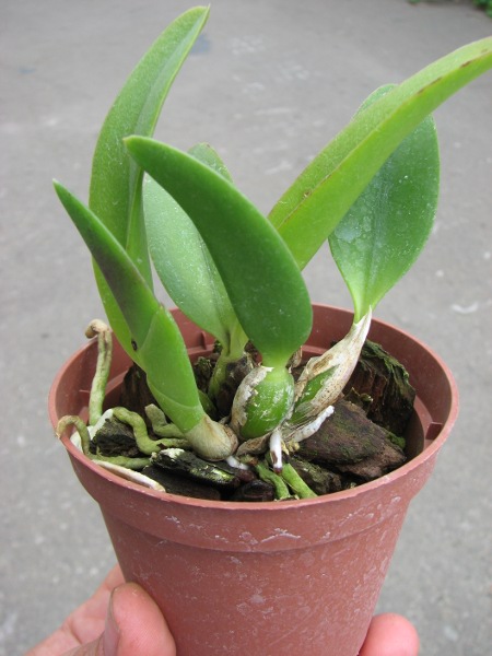 Laelia alaori x praestans.JPG