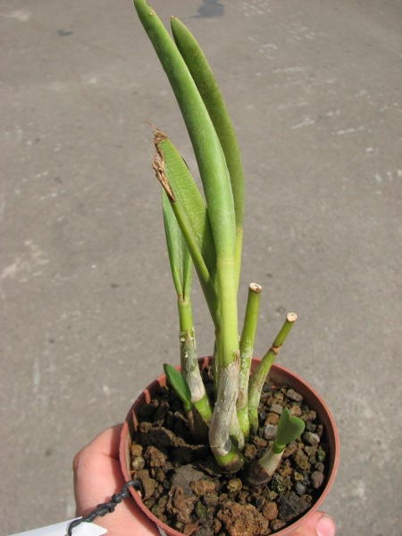 Laelia briegeri.JPG
