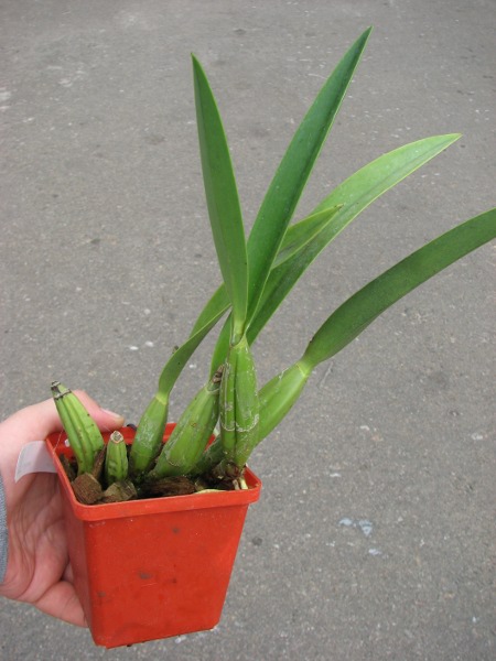 Laelia gouldiana.JPG