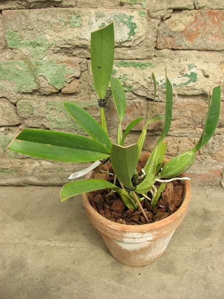 Laelia anceps.JPG