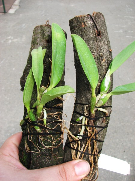 Laelia jongheana.JPG