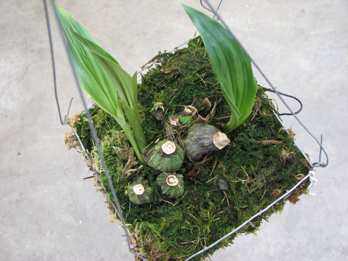 Stanhopea florida.JPG