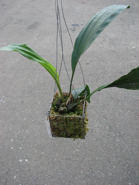 Stanhopea oculata.JPG