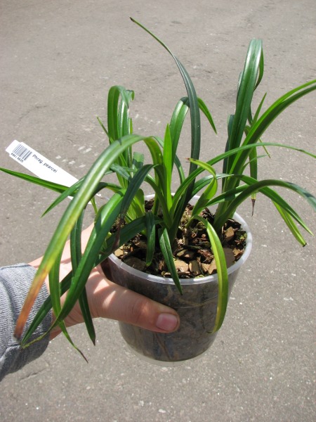 Phragmipedium pearcei.JPG