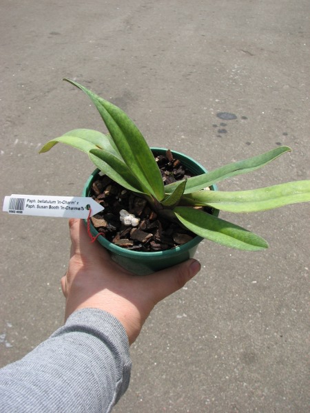 Paphiopedilum bellatulum 'In-Charm' x Paphiopedilum Susan Booth 'In-Charm’.JPG