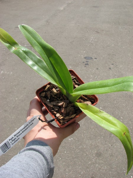 Paphiopedilum Michael Koopowitz 'In-Charm' x Paphiopedilum Prince Edward of York 'In-Charm'.JPG