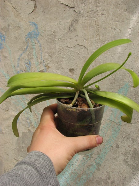 Phalaenopsis cornu-cervi alba.JPG