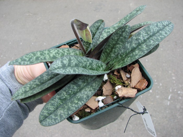 Paphiopedilum niveum.JPG