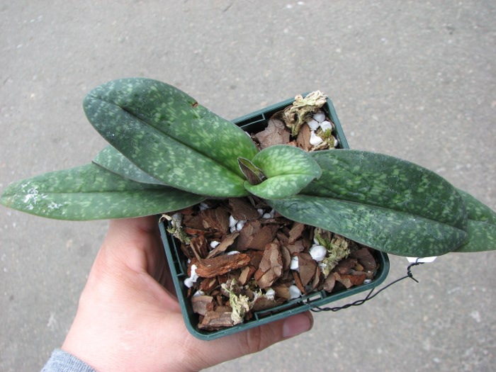 Paphiopedilum bellatulum.JPG