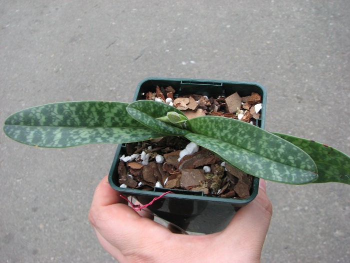 Paphiopedilum concolor.JPG
