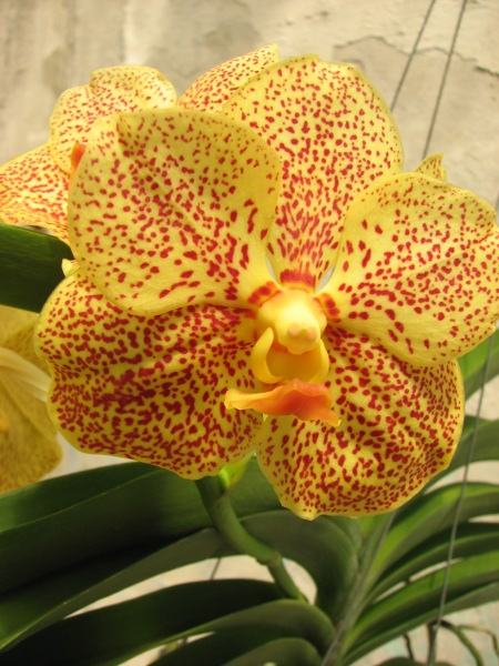 Vanda Sankhamphaeng x Vanda Udom Gold.JPG