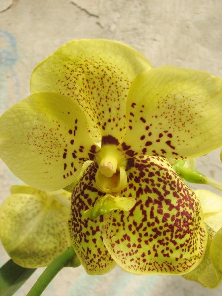 Vanda Thananchai x Ascocenda Kultana Brown.JPG