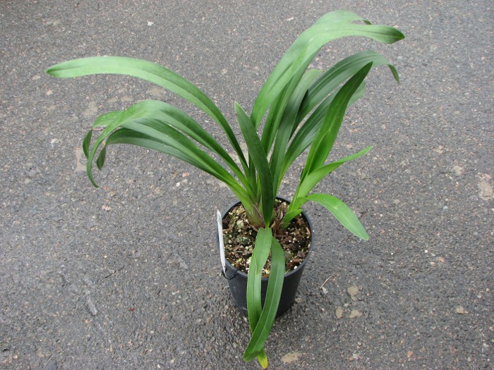 Cymbidium 'Vogel's Magic'.JPG