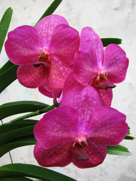 Ascocenda Tubtim Velvet.JPG