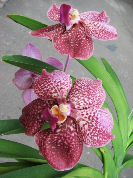 Vanda Kultana Ruby x Vanda Mimi Palmer.JPG