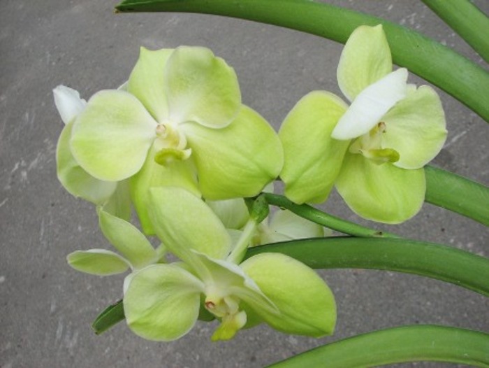 Vanda Kultana Gold x Ascocenda Kultana White Will.JPG