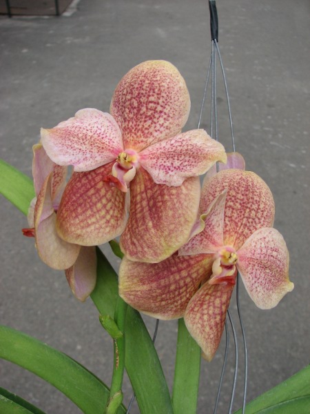 Ascocenda Kultana Pappion x Vanda Kultana Ruby.JPG