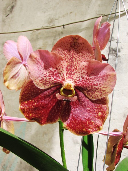 Vanda sanderiana x Ascocenda Pak Hai.JPG