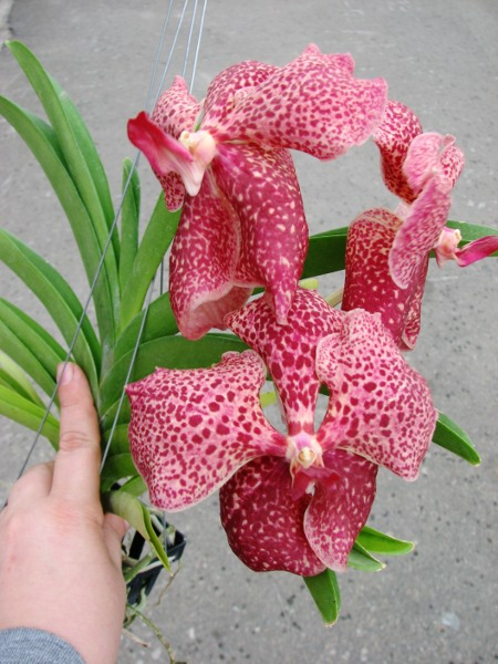 Ascocenda Kultana Pappion x Vanda Kultana Ruby2.JPG