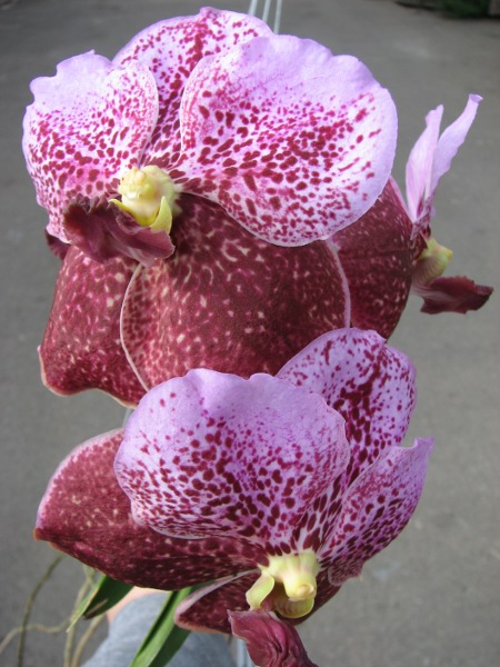 Vanda Boonchoosand x Vanda Bitz's Heartthrob.JPG
