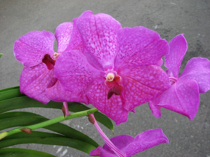 Vanda Kultana Gold x Ascocenda Kultana White Will2.JPG