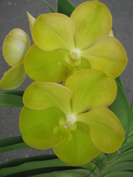 Ascocenda Ram Indra x Ascocenda Krailerk White x Vanda Kultana Gold.JPG