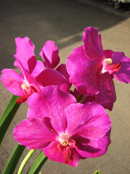 Vanda Siriporn Pink.JPG